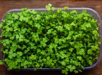A clear rectangular container brimming with vibrant green, feathery leaves with a delicate, curly texture, arranged densely across a wooden surface.