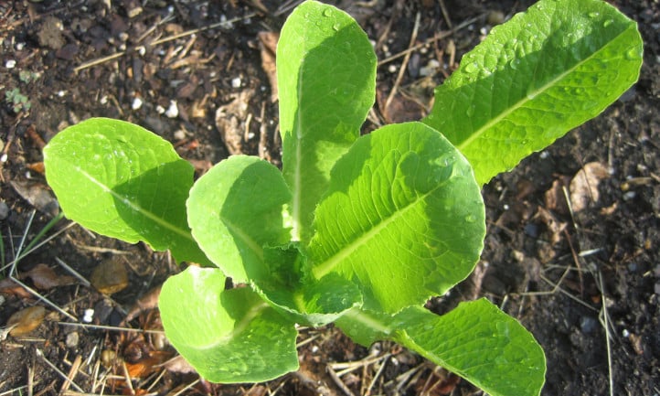 Parris Island cos lettuce
