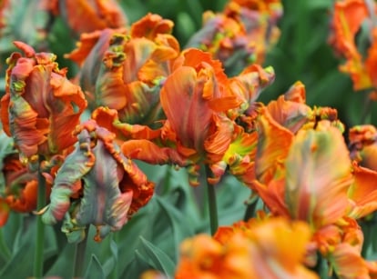 Blooming Parrot tulips feature vibrant, ruffled petals in shades of orange with deep purple streaks unfurl atop sturdy green stems, surrounded by long, gracefully arching green leaves.