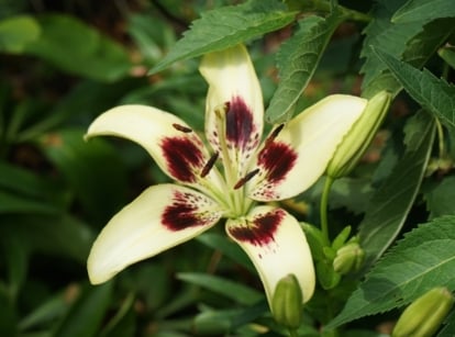 A cream-colored Patricia’s Pride Lilium with dark maroon centers and six broad petals. The petals curve slightly outward, revealing dark stamens with pollen-covered anthers. Glossy green leaves surround the flower.