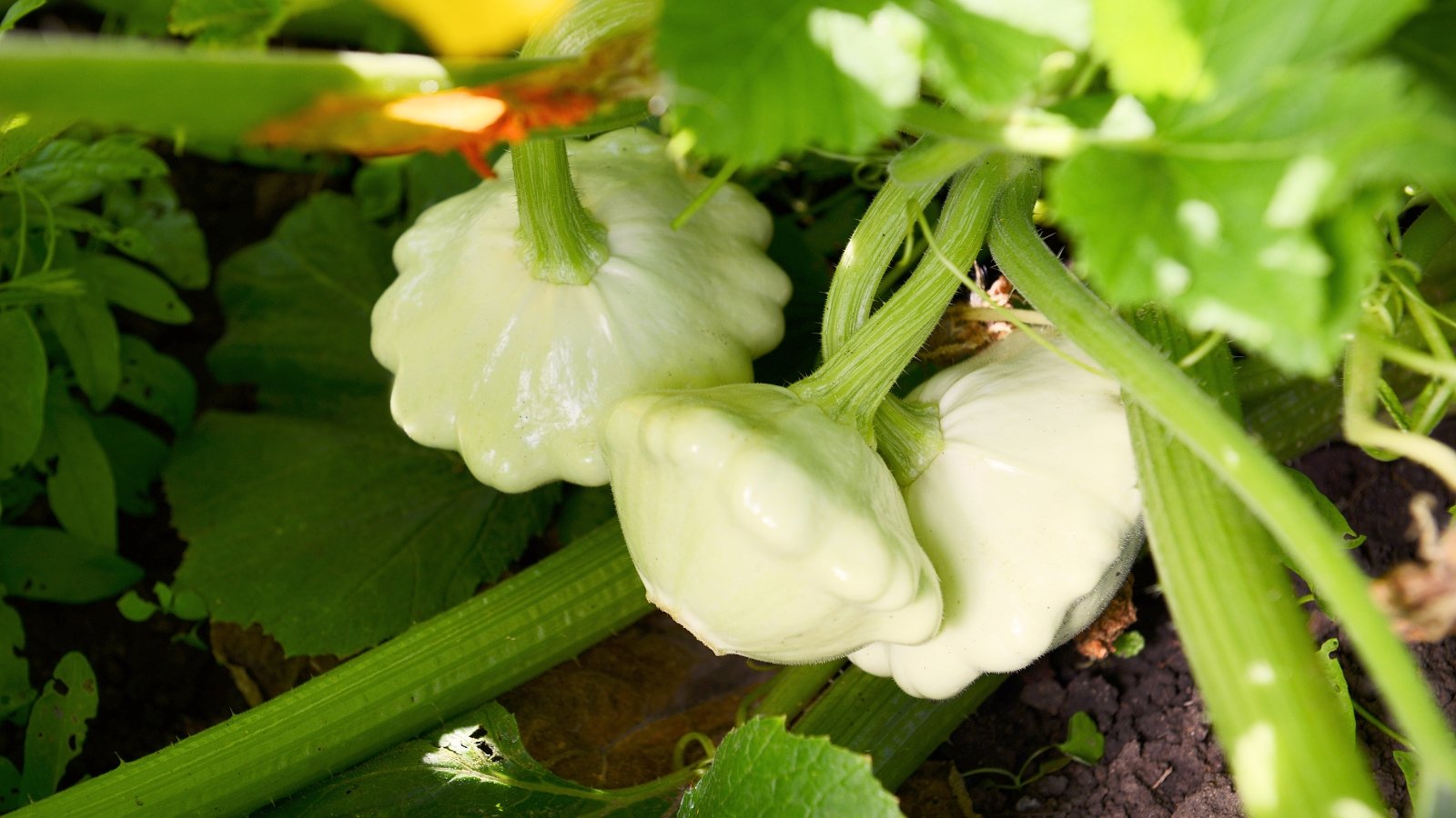Broad, lobed leaves with serrated edges grow on sturdy, sprawling stems, producing round, flattened pale green fruits with scalloped edges.