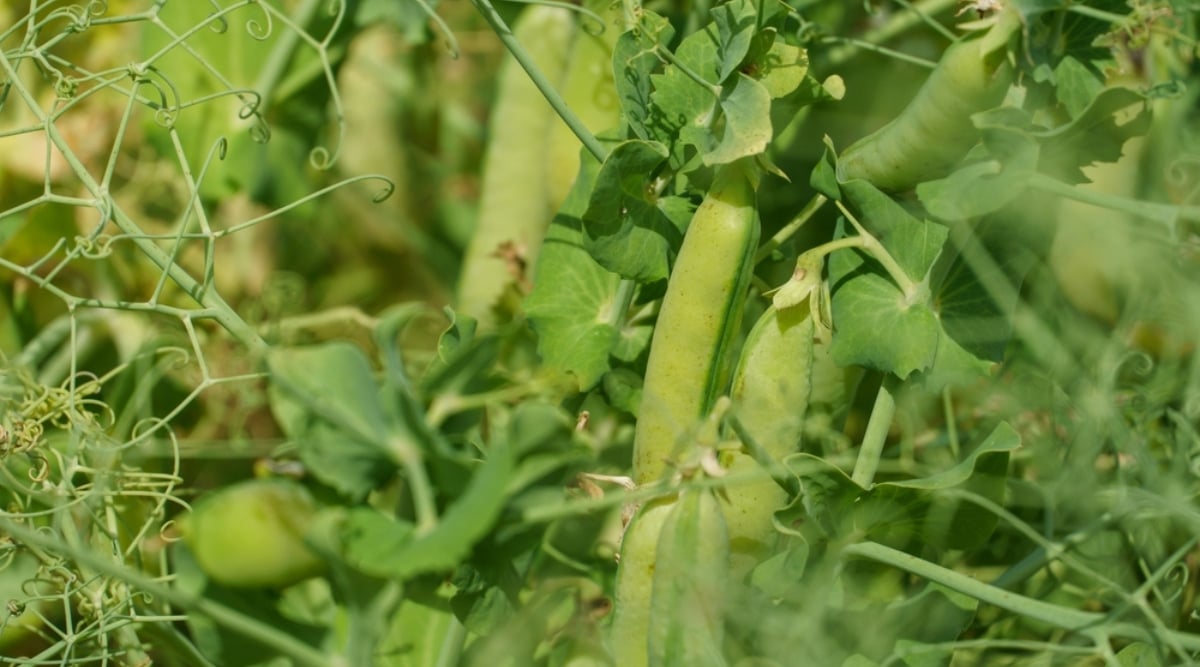 Close up of a vining plant with elongated green pods growing among lush green foliage and several curled, Vining suckers.