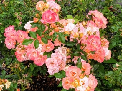 A cluster of 'Peach Drift' roses, their delicate petals unfurling in shades of pink and orange, adorn the scene. Nestled amidst verdant foliage, their vibrant hues create a captivating contrast, inviting admiration.