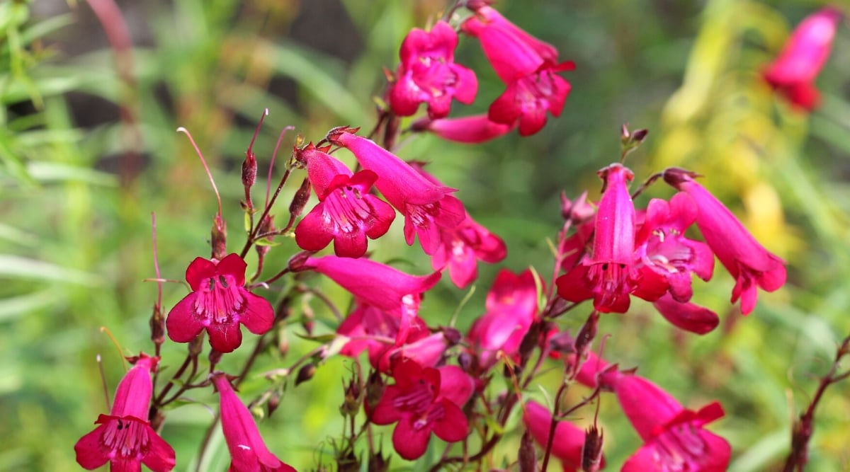 Close-up of a flowering Penstemon plant with a blurred background. The plant produces upright tall spikes that bear numerous tubular flowers of bright deep pink color.