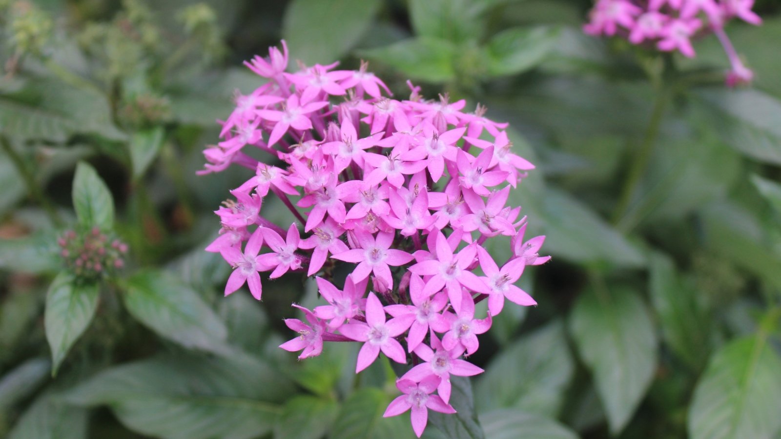Purple pentas flowers clustered together; their vivid hue contrasting with blurred green leaves in the background.