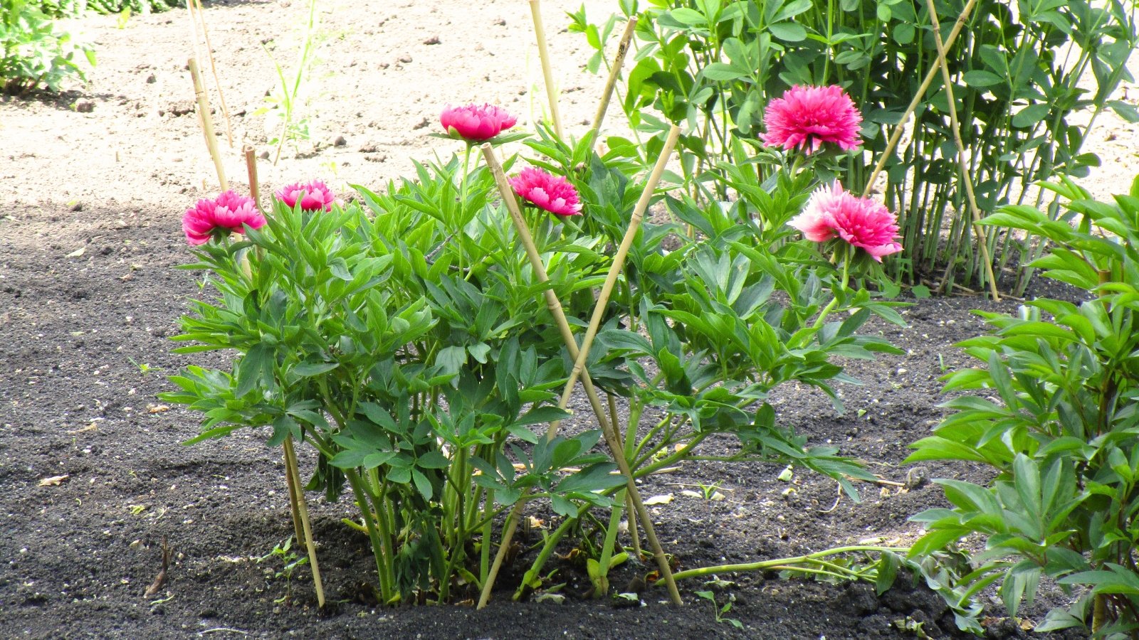 Large, round blooms with pink ruffled petals, sitting atop strong stems with dark green, glossy leaves, supported by vertical bamboo stakes.