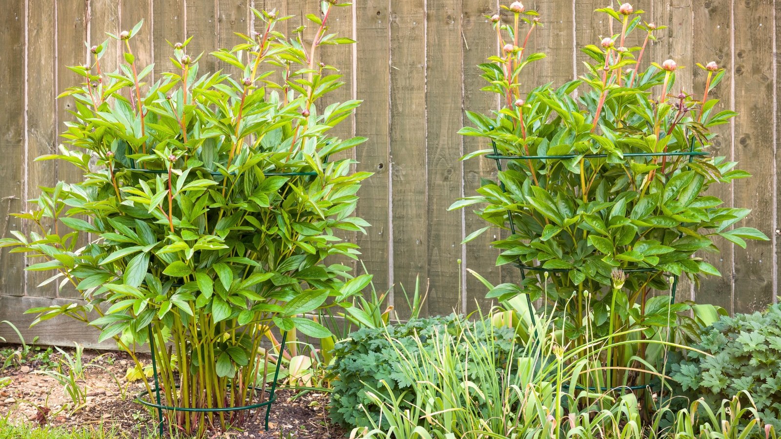 Peony bushes with young round buds and lush green foliage grow in a flowerbed supported by cages.