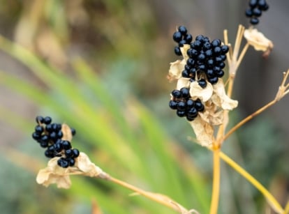 The spent Blackberry Lily flowers display dried, brownish petals with a papery texture, revealing clusters of glossy black seeds nestled within.