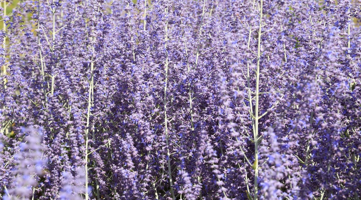 Close-up of flowering Perovskia atriplicifolia plants. Perovskia atriplicifolia, commonly known as Russian sage, is a deciduous perennial with finely dissected, silvery-green leaves. Erect, wiry stems carry panicles of tiny lavender-blue flowers