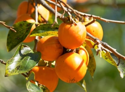 A persimmon tree with clusters of bright orange ripe fruits among diseased leaves showing dark, scattered leaf spot.