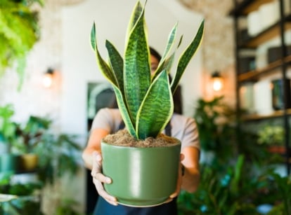 woman holding potted snake plant