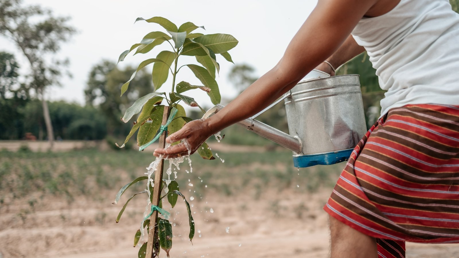 Hand waters tall Mangifera indica plant with long thin stem and several green leaves in soil.