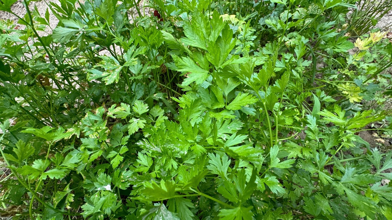 Fresh parsley with lush, vibrant green leaves growing in thick clusters in a sunlit garden.