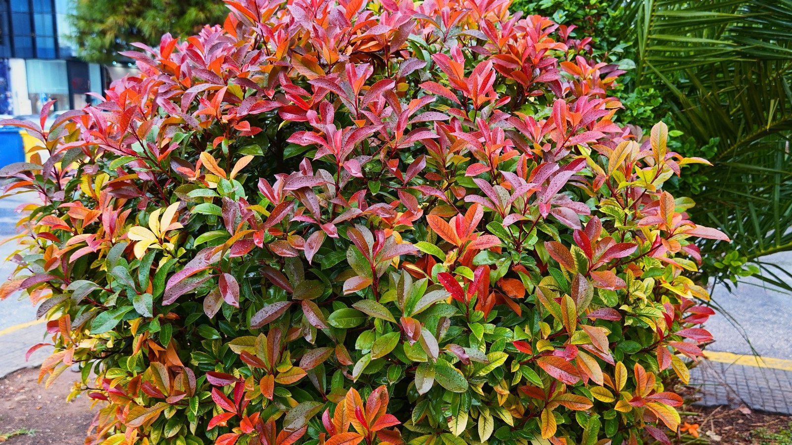 Dense round-shaped shrub with glossy, red-tipped oval-shaped leaves, covered with drops of water.