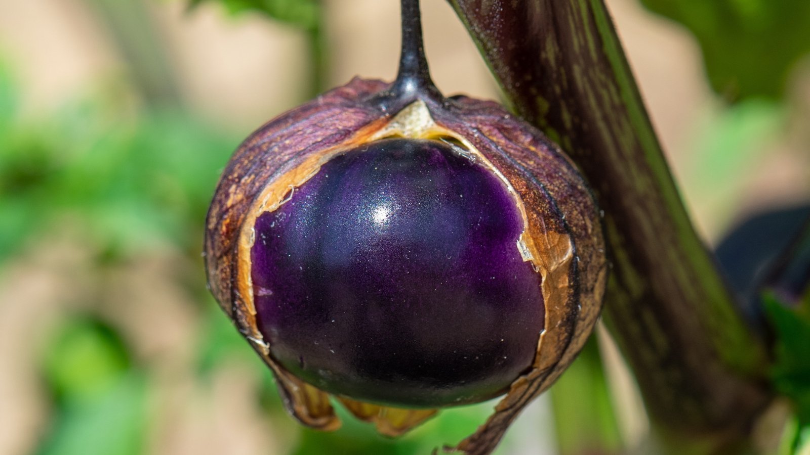 Papery husks encase small, round fruits with a vibrant purple skin, growing on sprawling green plants adorned with soft leaves.