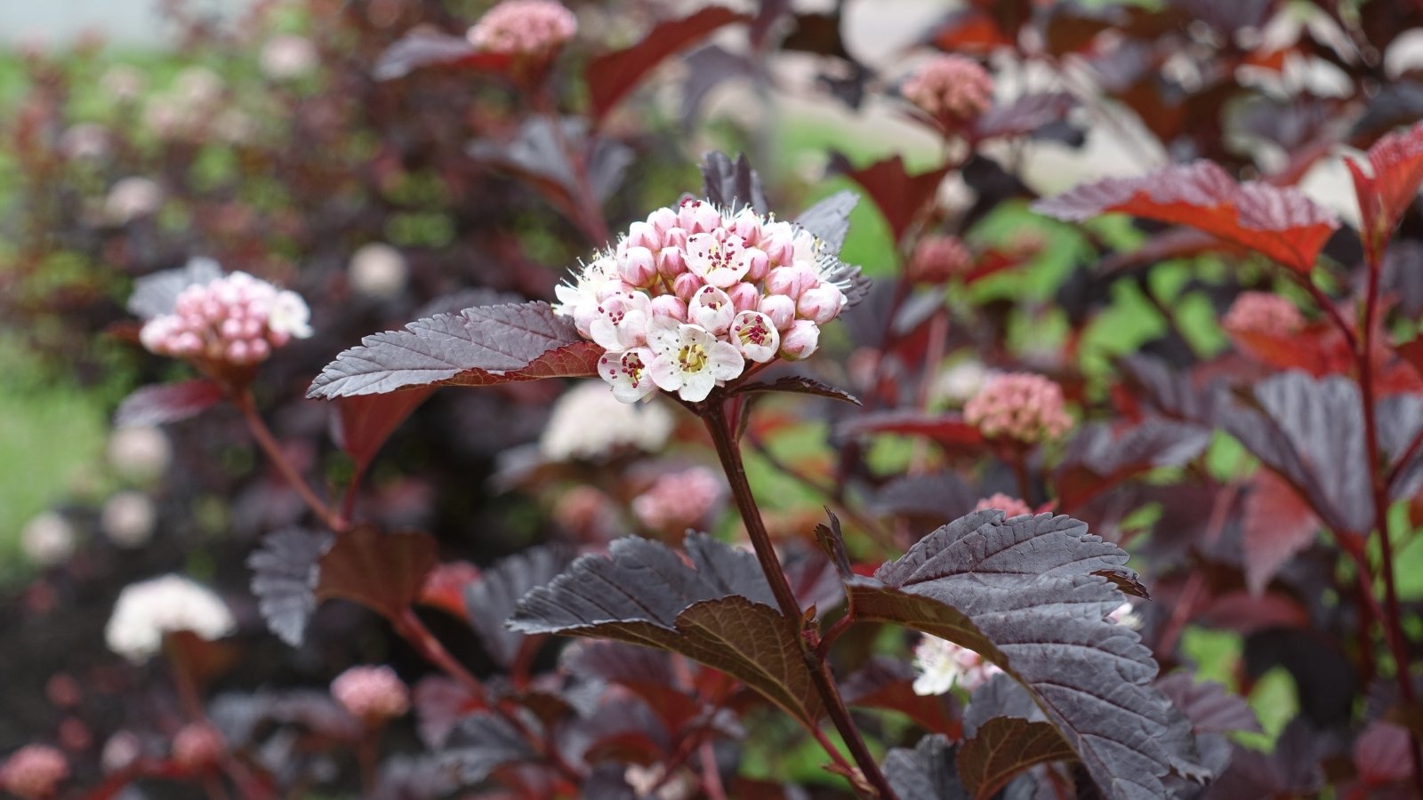 Rounded shrub with dark purple leaves and clusters of white to pinkish flowers.
