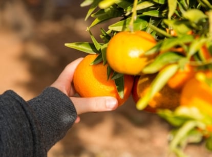 A woman's hand picking ripe, orange clementines from slender branches with glossy, dark green leaves in a sunny garden.