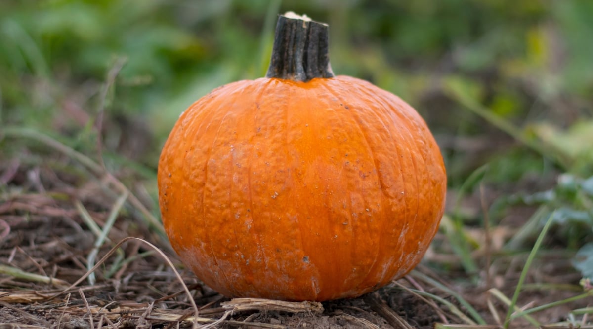 Close up of a single small round orange gourd with a grayish brown stem resting on the ground that is covered in straw mulch.