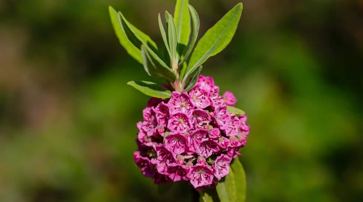 Pig Laurel