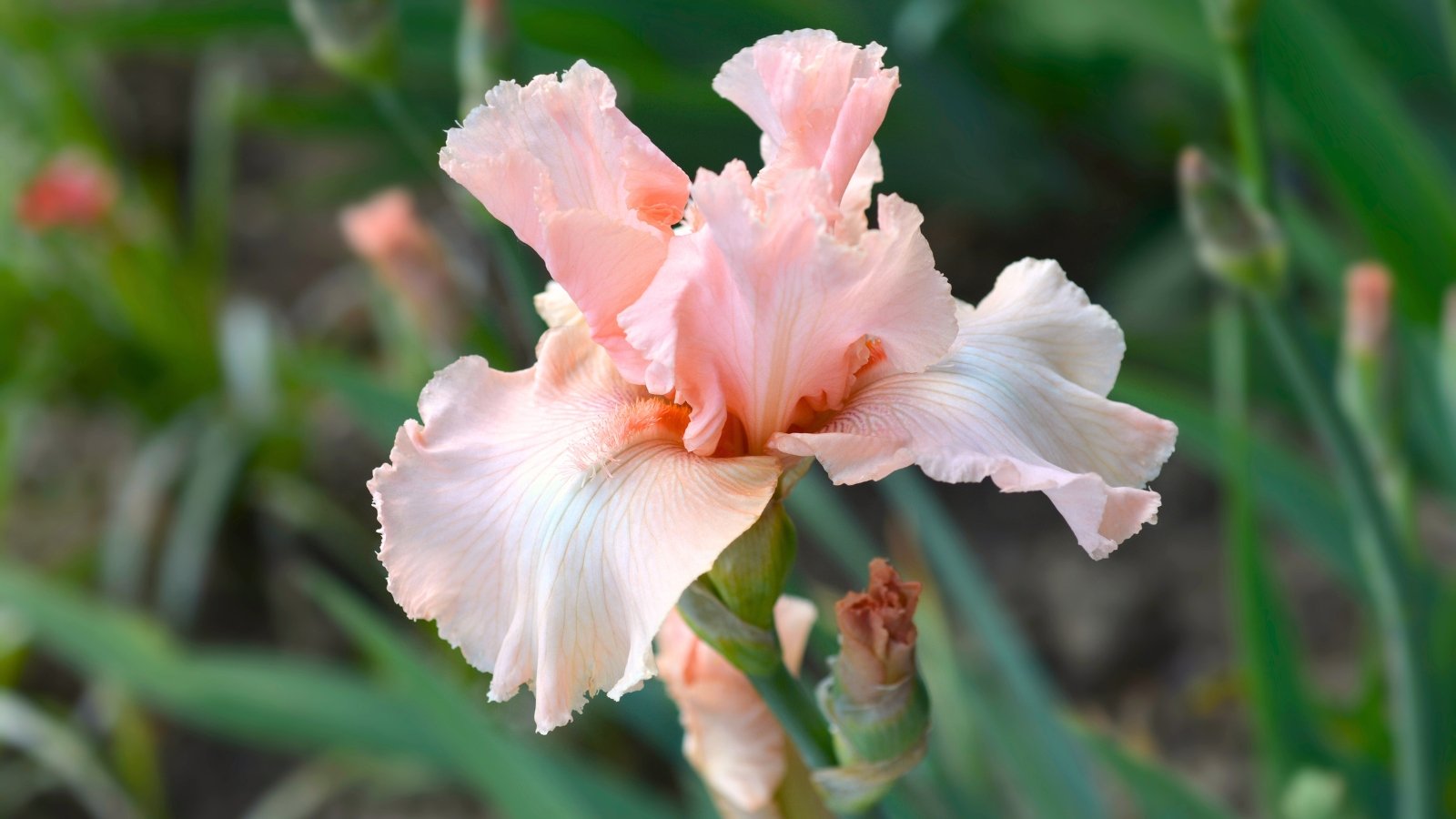 A warm pink flower with softly ruffled, upright petals and gracefully drooping lower petals, featuring a vibrant tangerine beard and subtle white veining.
