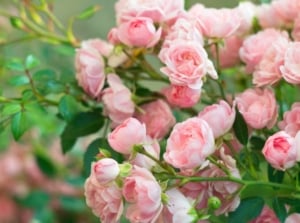 A cluster of delicate pink flowers, with numerous small blossoms tightly packed together, surrounded by green leaves.