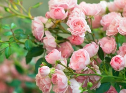 A cluster of delicate pink flowers, with numerous small blossoms tightly packed together, surrounded by green leaves.
