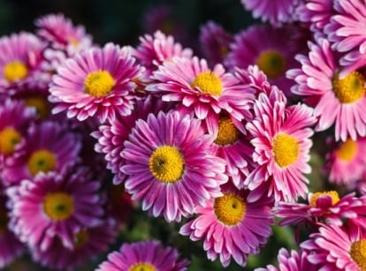 Bright pink Chrysanthemum morifolium flowers with yellow centers, layered petals, and dense green foliage.