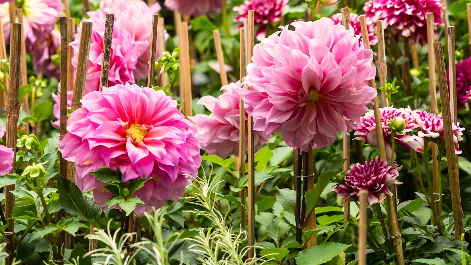 Large, vibrant flowers with layers of pink ruffled petals, supported by tall, sturdy stems and wooden stakes with broad, dark green leaves.