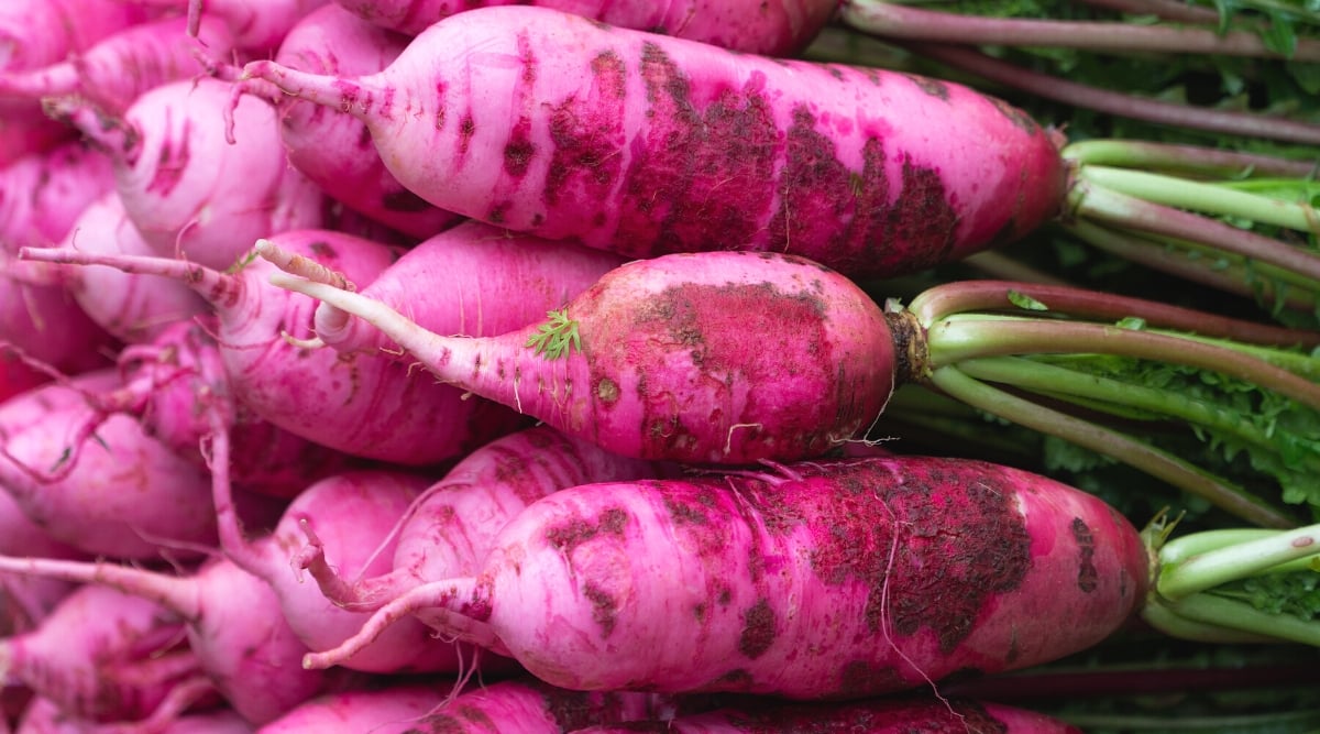 Close-up of many fresh Pink Summercicle radish roots. The Pink Summercicle Radish is an oblong hot pink radish with a white interior and a mild sweet flavor.