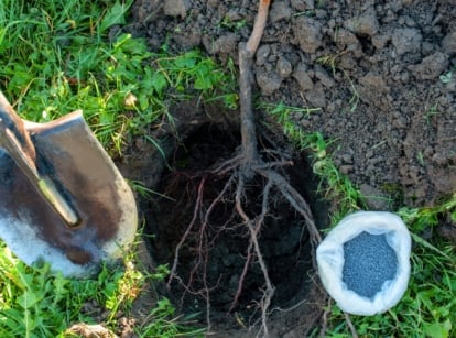 A bare-root fruit tree is being planted in a hole in the soil with a large trowel and a small bag of blue granular fertilizer in an autumn garden.