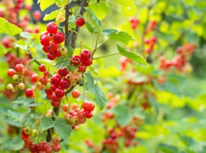Close-up of a berry bush with hanging clusters of small, glossy red berries hang from thin, woody stems, surrounded by lobed, vibrant green leaves with serrated edges, planted in spring.
