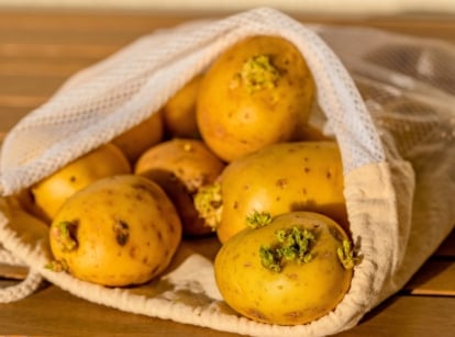 Grocery store potatoes planting. Close-up of sprouted potatoes in a cloth bag on a wooden table.