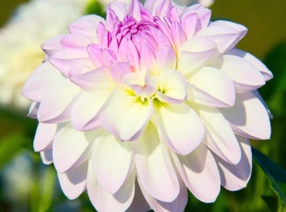 A close-up of a flowering Dahlia plant, one of the popular summer bulbs to plant in march, with broad, flat petals of white with a delicate purple tint forming a rounded, lush, double bloom in a sunny garden.