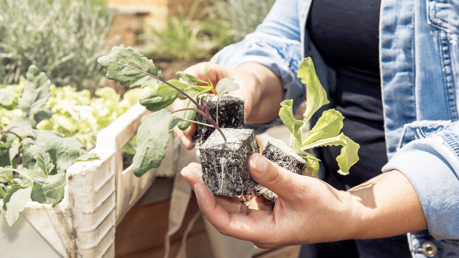 A person carefully transfers a young plant into a small container, the roots gently supported by dark material as the plant’s bright green leaves stretch upward, and a wooden table serves as the backdrop for the task.