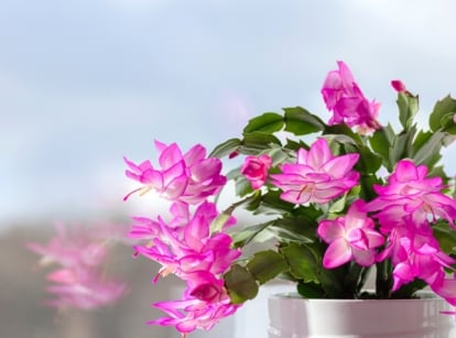 A white pot holds a plant with vibrant pink, star-shaped flowers and segmented green stems.