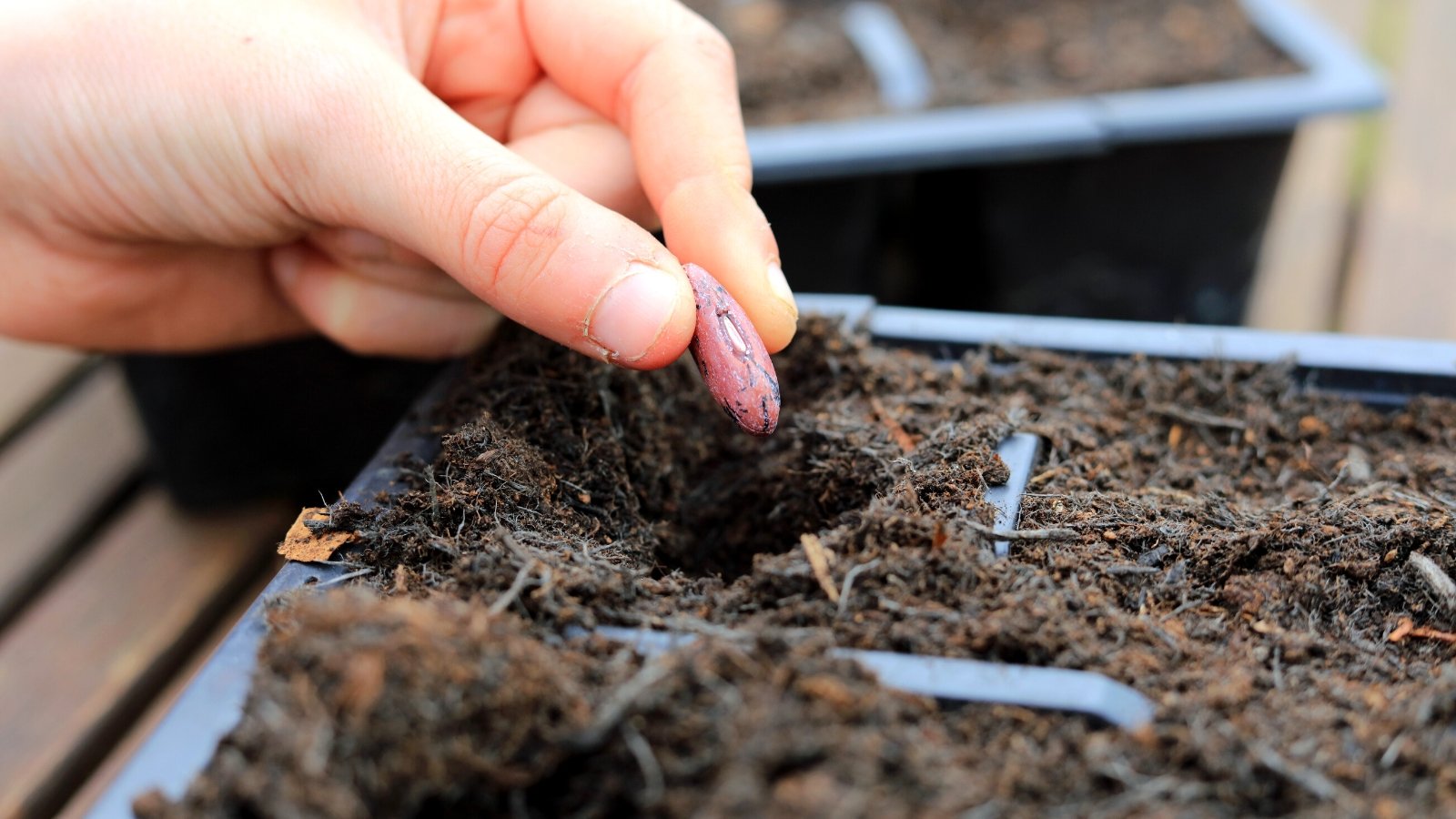 Close-up of a man's hand planting a bean seed into a seed starter tray on a wooden surface. The bean seed is oval in shape, slightly flattened, and has a pinkish surface with black streaks. The starter tray is black and consists of deepened cells filled with fresh soil mixture.