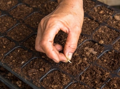 A man's hand plants a small white seed in a seed starting tray filled with soil.