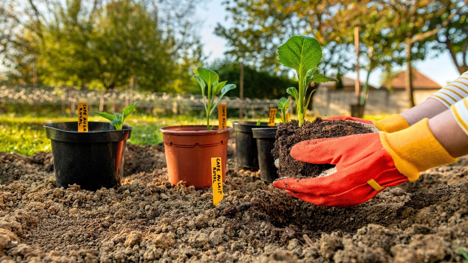 A gardener wearing orange and red gloves transplants flower seedlings from pots into a bed in a garden.