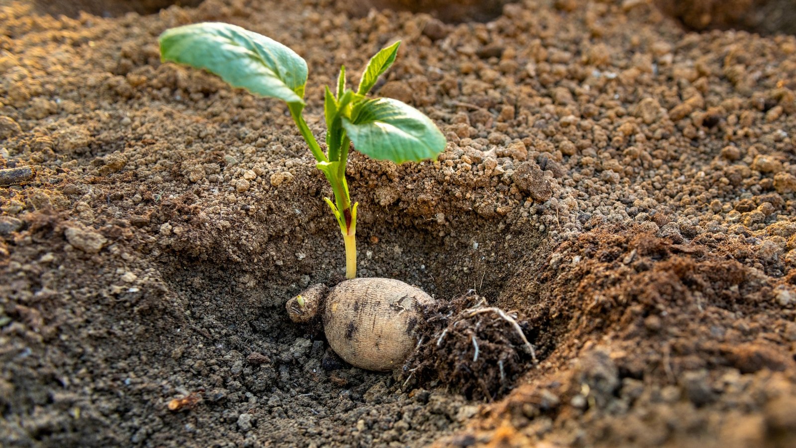 Close-up of a sprouted dahlia tuber displays a fresh, green stem with large green leaves unfurling from its rough, brown exterior in a dug hole in the soil.