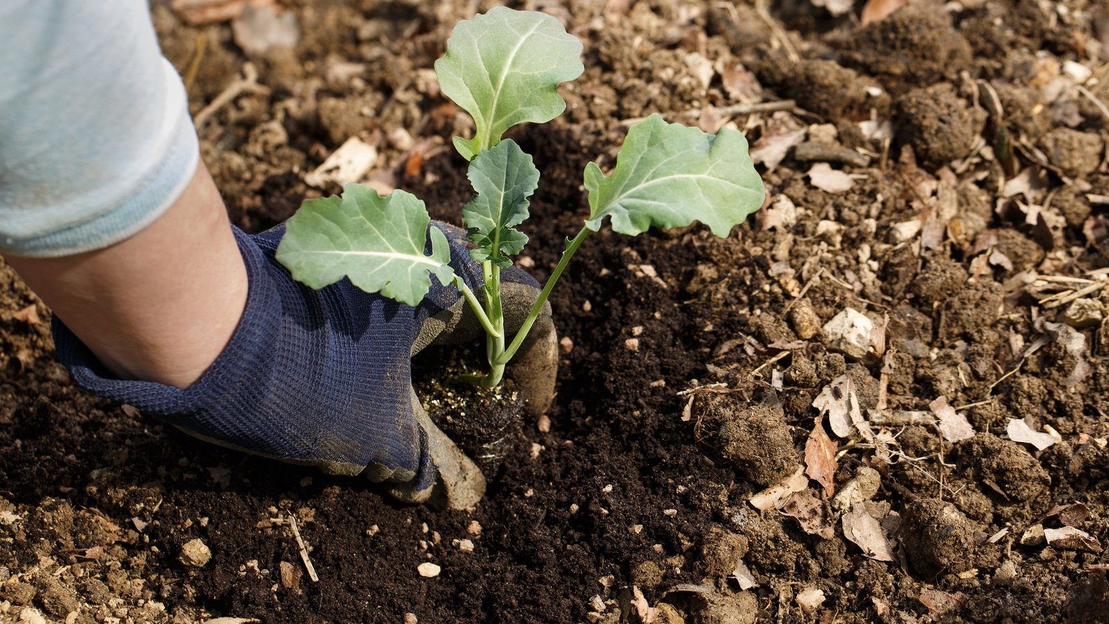 A gardener’s gloved hand placing young seedlings with delicate leaves into rich, dark soil.