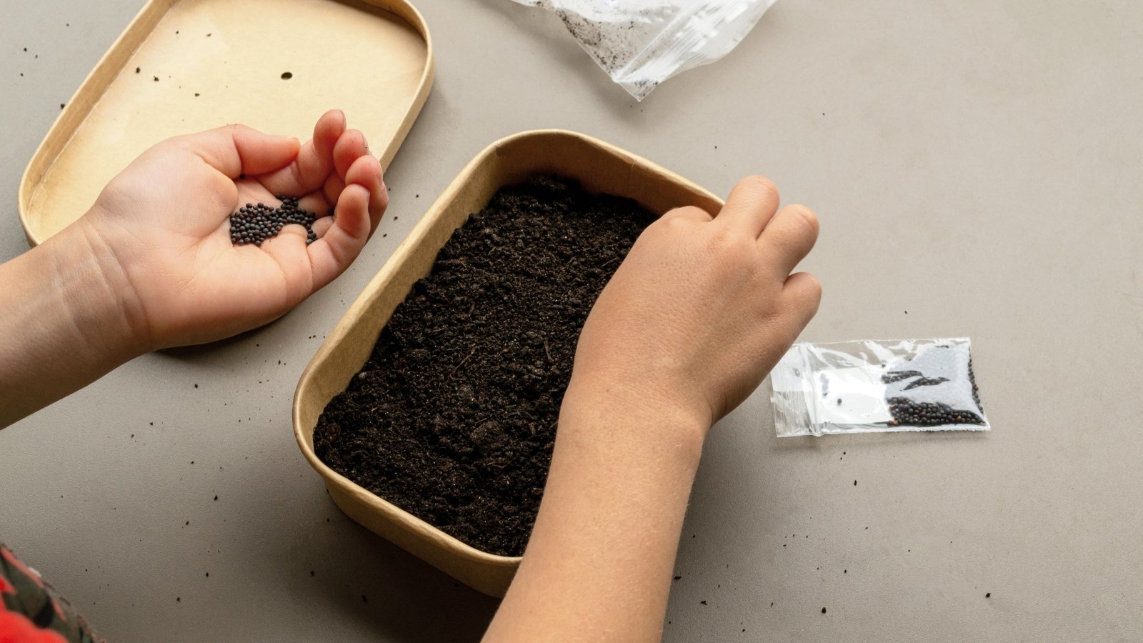 A pair of hands placing small seeds into dark soil inside a biodegradable pot.