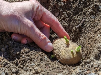 A hand places a sprouted Solanum tuberosum tuber with green shoots into loose brown soil.