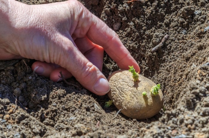 A hand places a sprouted Solanum tuberosum tuber with green shoots into loose brown soil.