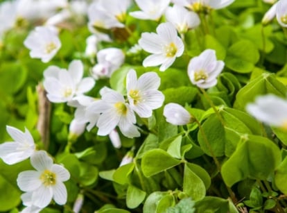 A flowering plant native to Ireland, featuring bright green, trifoliate leaves with a delicate, clover-like shape grow on slender stems, topped with clusters of small, white, bell-shaped flowers with contrasting fine veins.