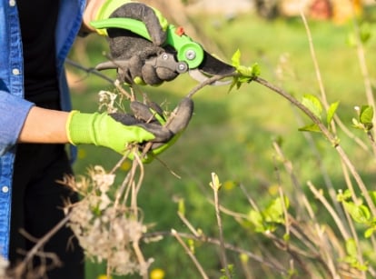 A female gardener in green gloves trims the branches of a hydrangea plant with green pruning shears in a spring April garden.