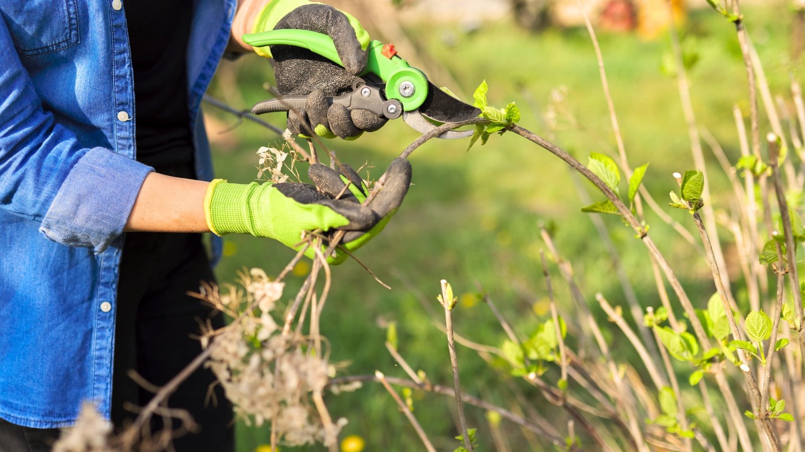 A female gardener in green gloves trims the branches of a hydrangea plant with green pruning shears in a spring April garden.