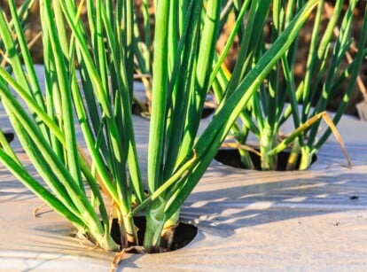 plastic mulch pros and cons