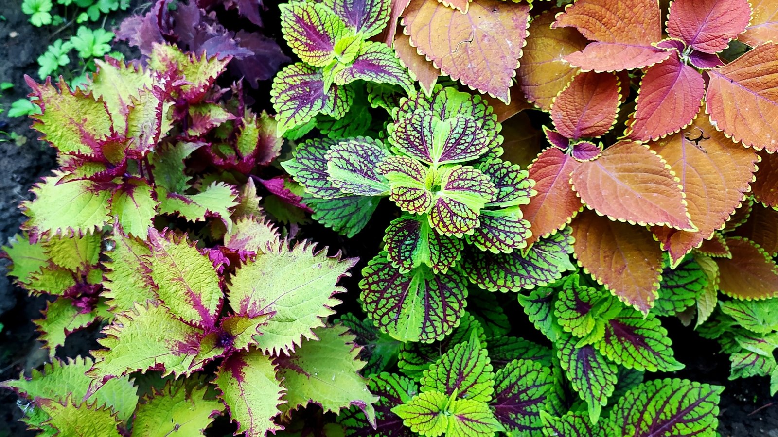 A close-up of a Coleus plant with a striking mixture of brightly colored leaves in shades of pink, green, and yellow, creating a vivid, natural display.