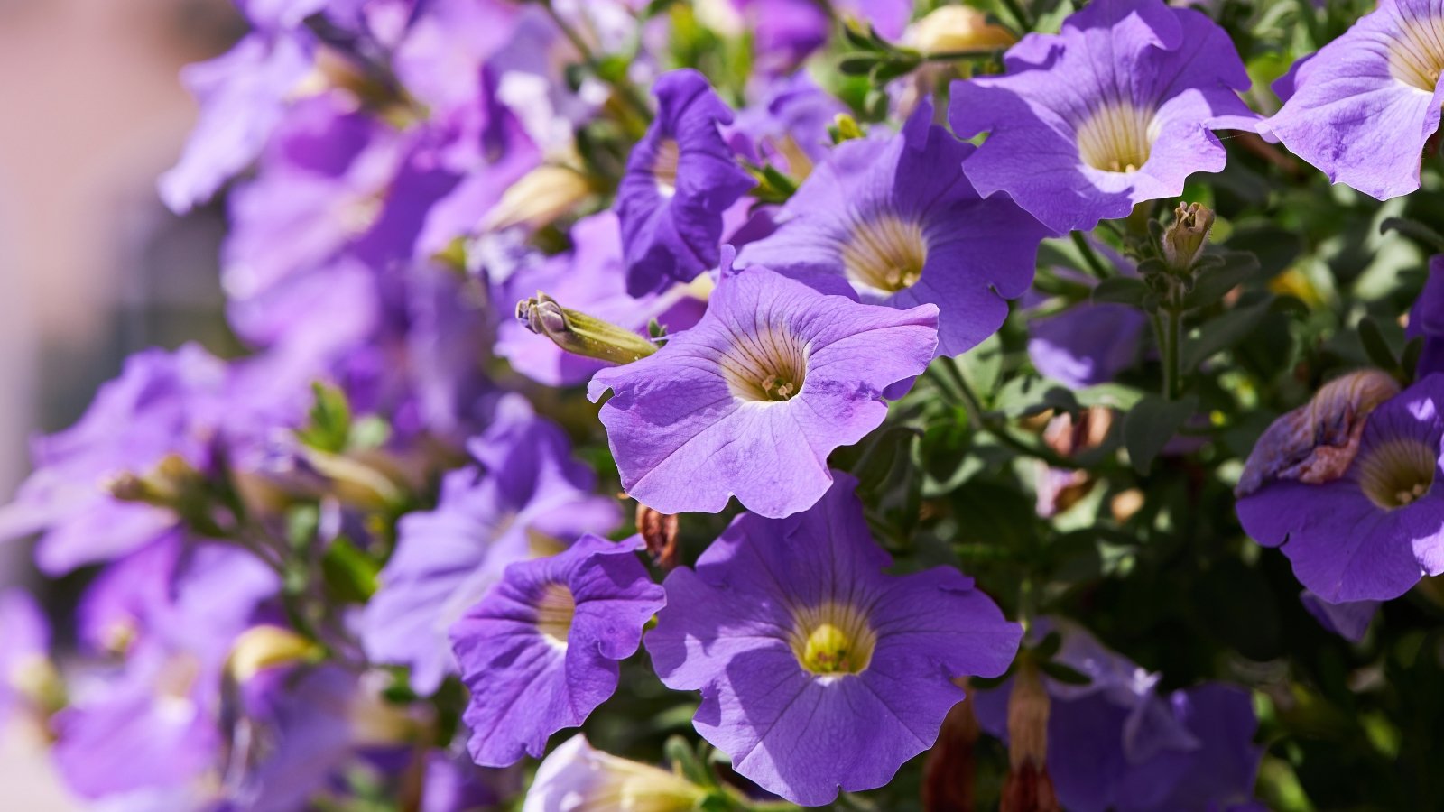 Purple petunia flowers in full bloom; their petals vibrant under the sun's golden rays.
