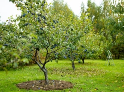 A green plum plant with slender branches, small leaves, and ripening purple plums growing low to the ground.